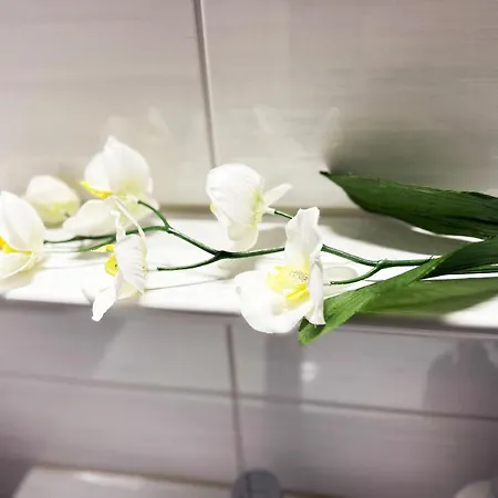 Strandlaeufer * Burgtiefe auf Fehmarn